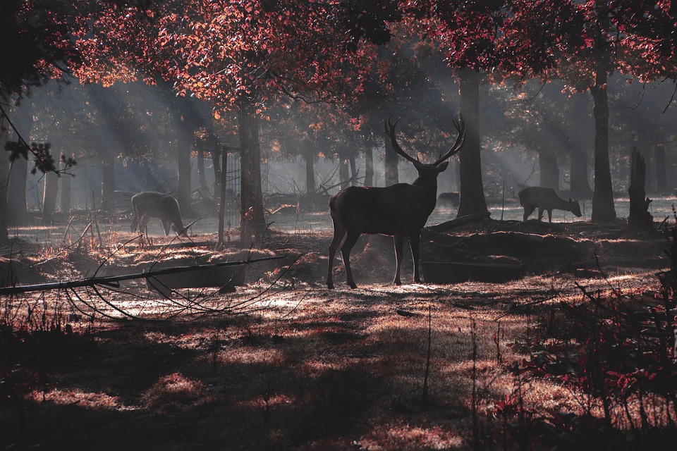 Un cerf dans une forêt peu éclairée en automne.